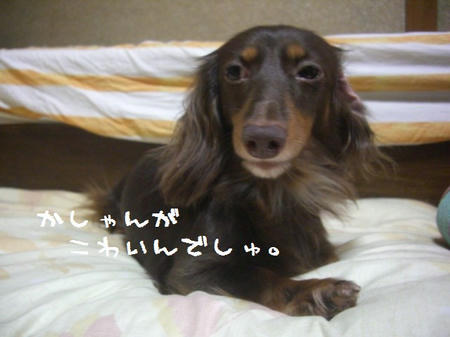 CIMG0896.JPG