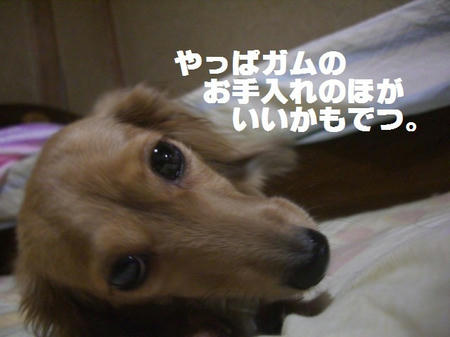 CIMG1266.JPG