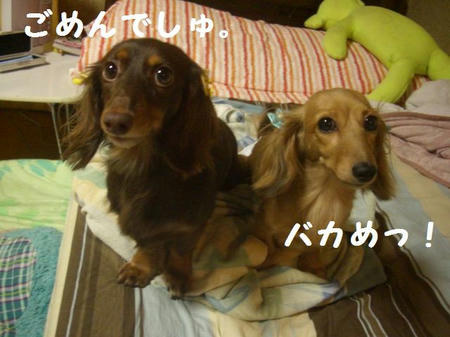 CIMG2743.JPG
