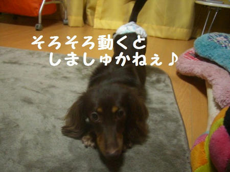 CIMG2908.JPG
