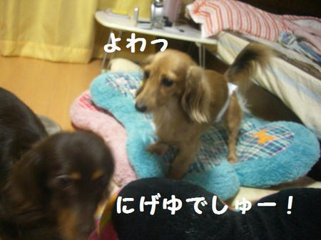 CIMG2912.JPG