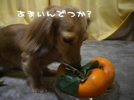 CIMG4651.JPG