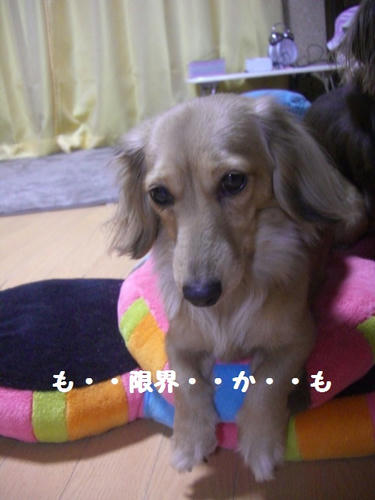 CIMG8469.JPG