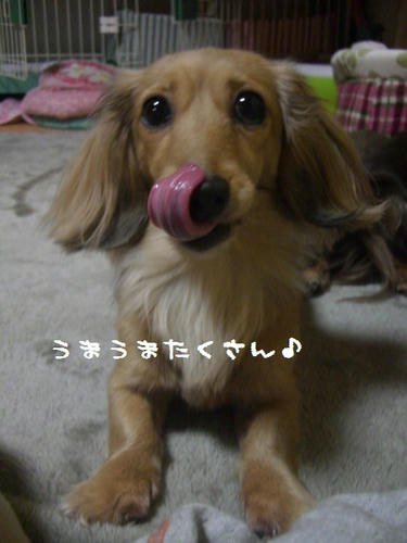 CIMG8796.JPG