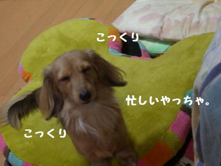 CIMG9553.JPG