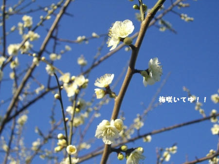 CIMG0056.JPG
