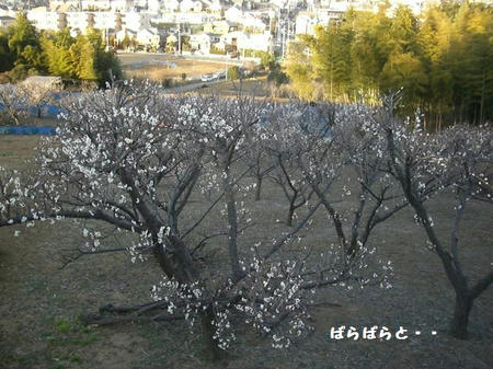CIMG0057.JPG
