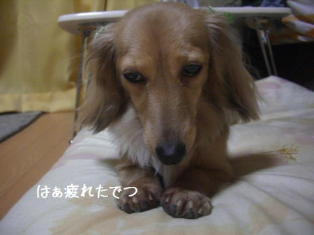 CIMG0965.JPG