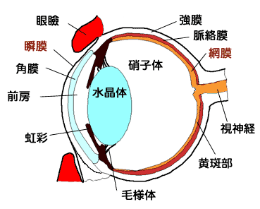 eyeanatomy.gif