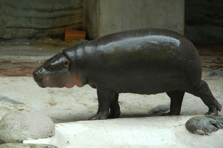 kobitokaba.jpg