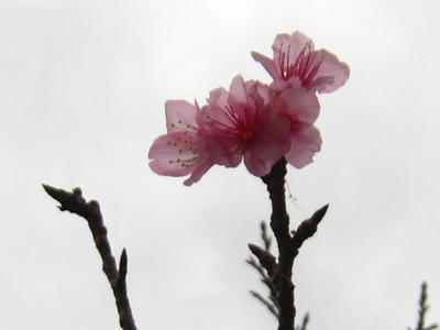 IMG_6869.JPG