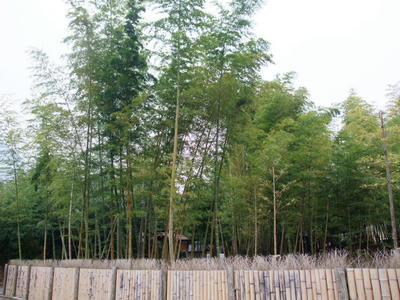 DSCF6087.JPG