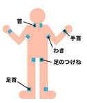 ひえぴたをはる位置