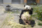 panda.jpg