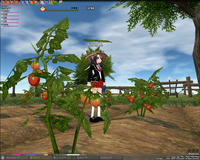 mabinogi_2009_02_24_010.jpg