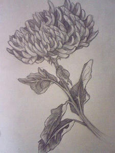 シャーペン絵_菊