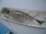 IMGP4135.JPG