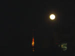 IMGP4451.JPG