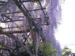 IMGP4666.JPG