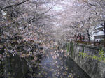 IMGP4612.JPG