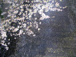 IMGP4613.JPG