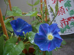 IMGP4727.JPG