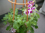 IMGP4728.JPG