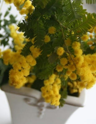 mimosa01.jpg