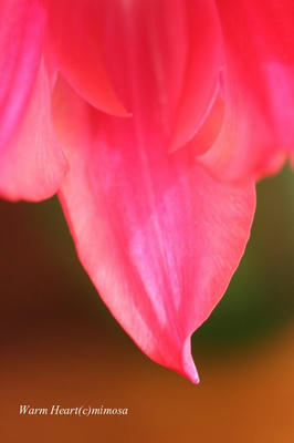 tulip04-2.jpg