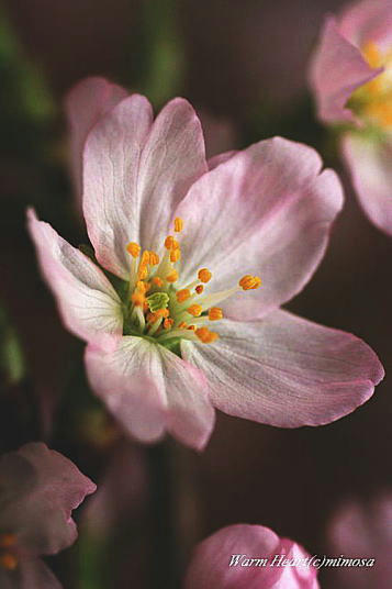 keiouzakura16-2.jpg