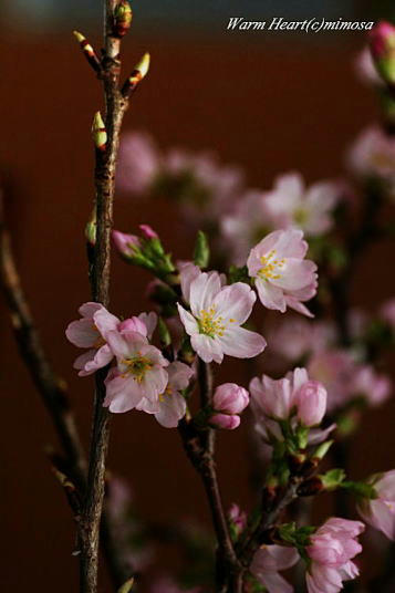 keiouzakura17-2.jpg
