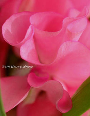 sweetpea01-3.jpg