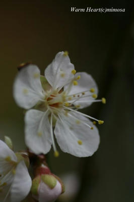 hakubai01-1.jpg