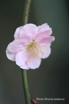 shidareume01-1.jpg
