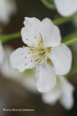 nasshi01-2.jpg