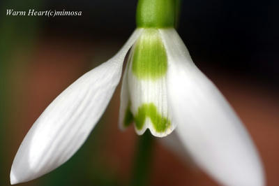 snowdrop12.jpg