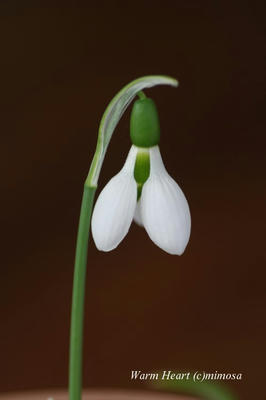 snowdrop16.jpg