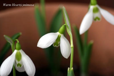 snowdrop14.jpg