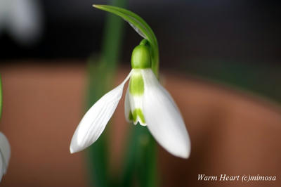 snowdrop11.jpg