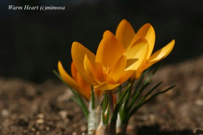 crocus0801-1.jpg