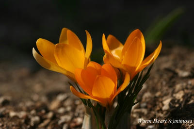 crocus0802-1.jpg