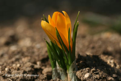 crocus0804-1.jpg