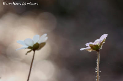 yukiwarisou_0825_w.jpg