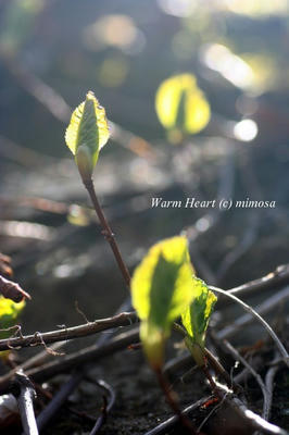 kinome_0804_w.jpg