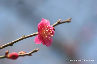 ume_0804_18_w.jpg