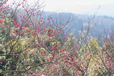 ume_0804_19_w.jpg