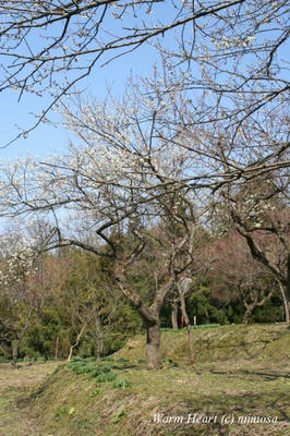 ume_0804_21_w.jpg