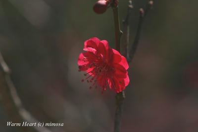 ume_0804_13_w.jpg