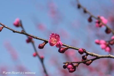 ume_0804_22_w.jpg
