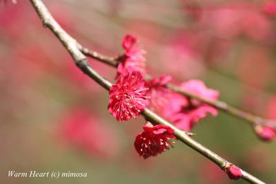 ume_0804_05_w.jpg